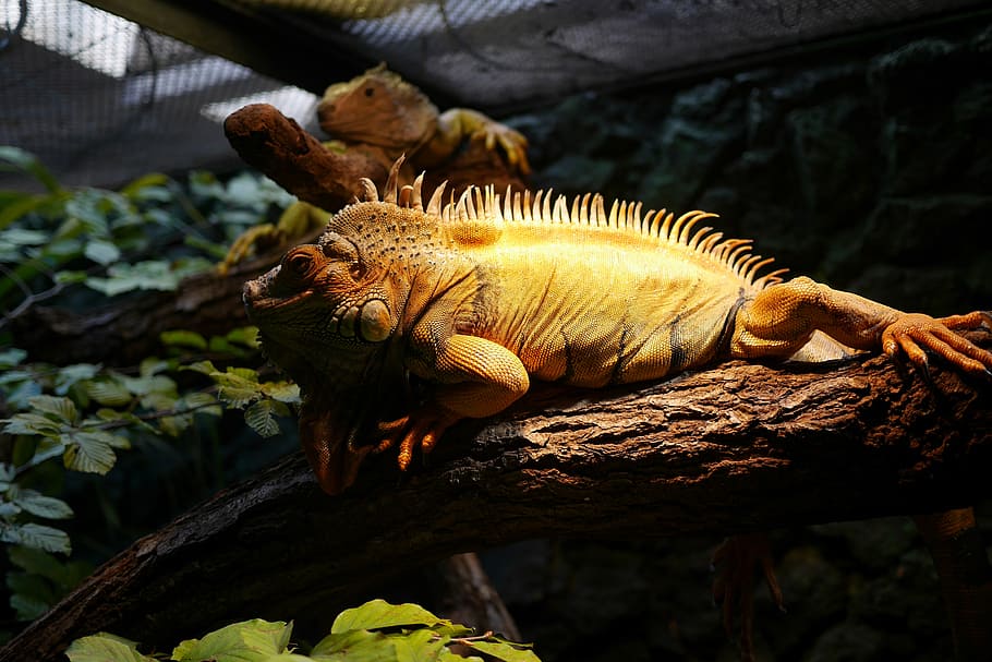 the lizard, iguana, gad, animal themes, one animal, animal wildlife HD wallpaper