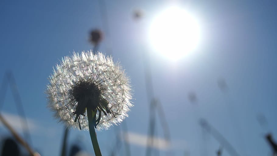 Dandelion, Sun, Macro, Nature, flower, fragility, growth, day HD wallpaper