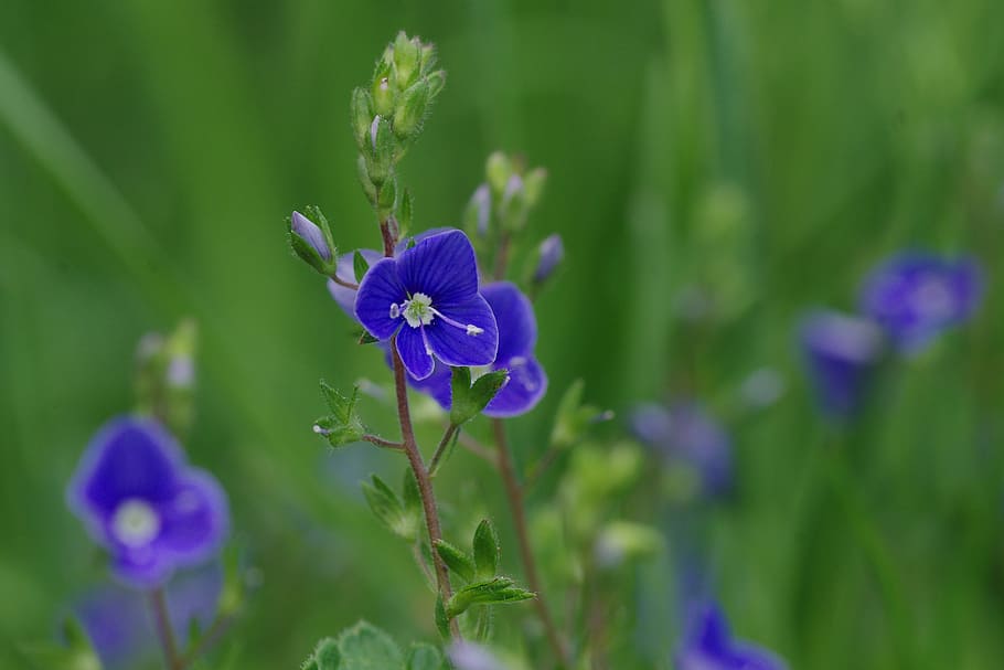 shallow focus of purple flowers, blossom, bloom, macro, blue HD wallpaper