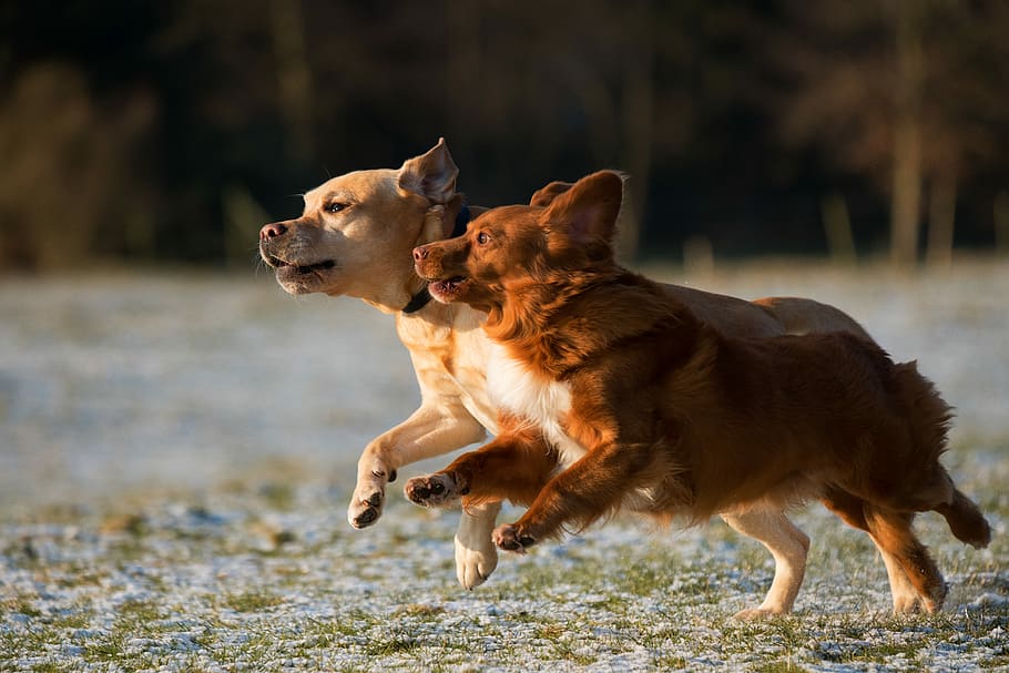 time lapse photo of two puppies running, two dogs running on green grass during daytime HD wallpaper