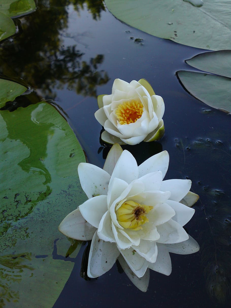 lily, river, plants, water Lily, nature, pond, lotus Water Lily HD wallpaper