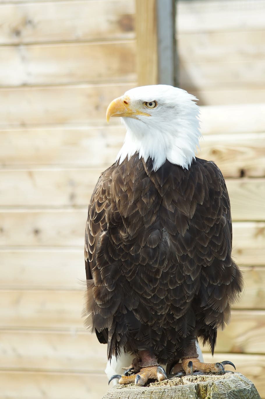 bald eagle, adler, bird, plumage, bird of prey, fluffy, animal world HD wallpaper