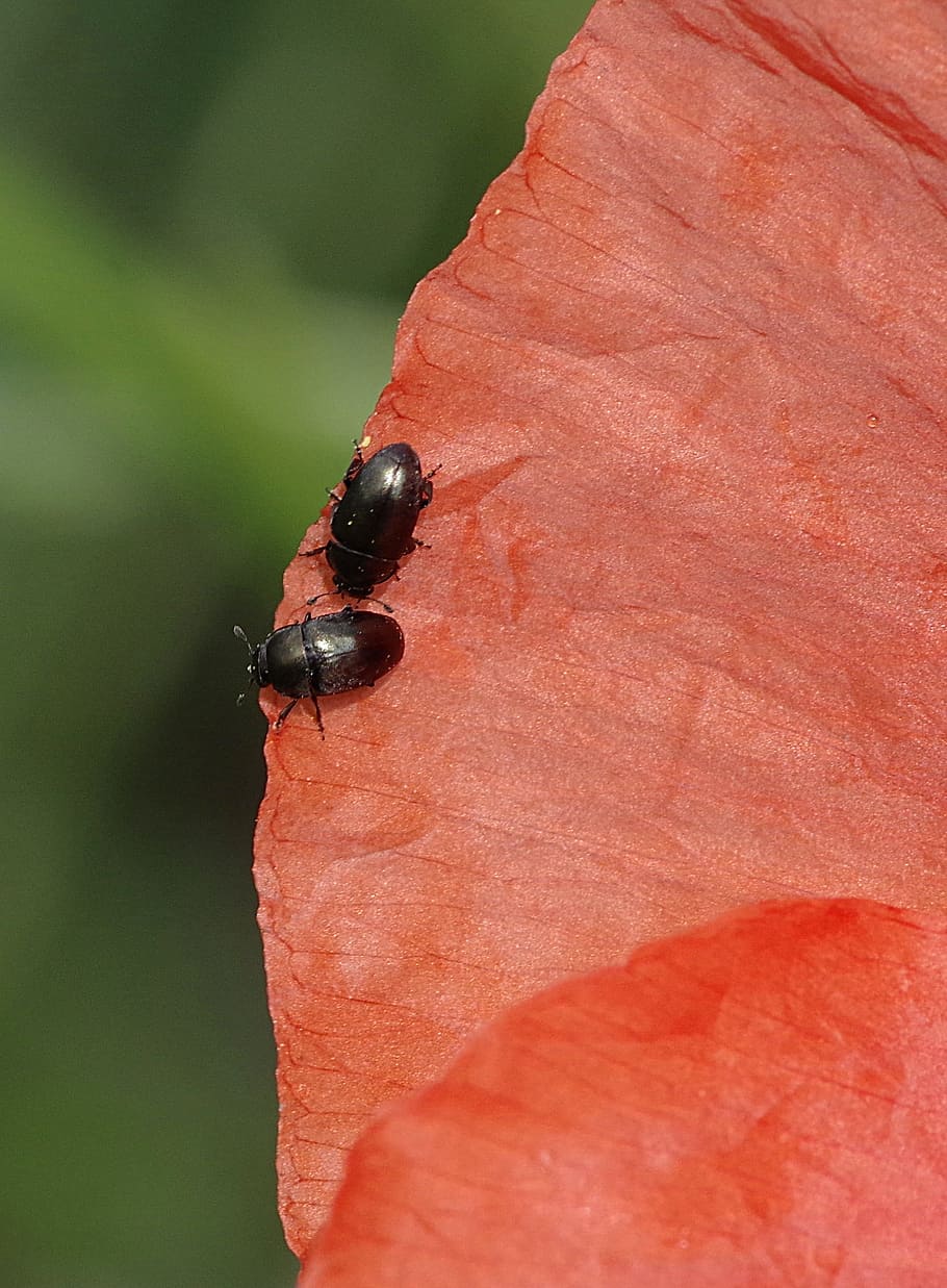 Worms, Beetles, Black, Flower, Poppy, the beetles, the interior of the HD wallpaper
