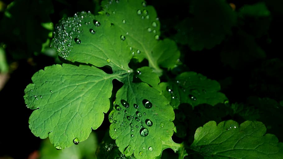 leaves, dew, green, dewdrop, drop of water, autumn, plant, green plant HD wallpaper