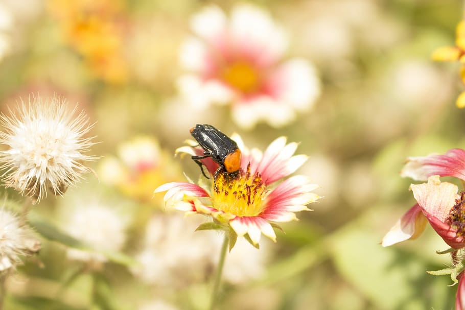Insect, Flower, Nature, Bug, Beetle, plant, fragility, petal HD wallpaper