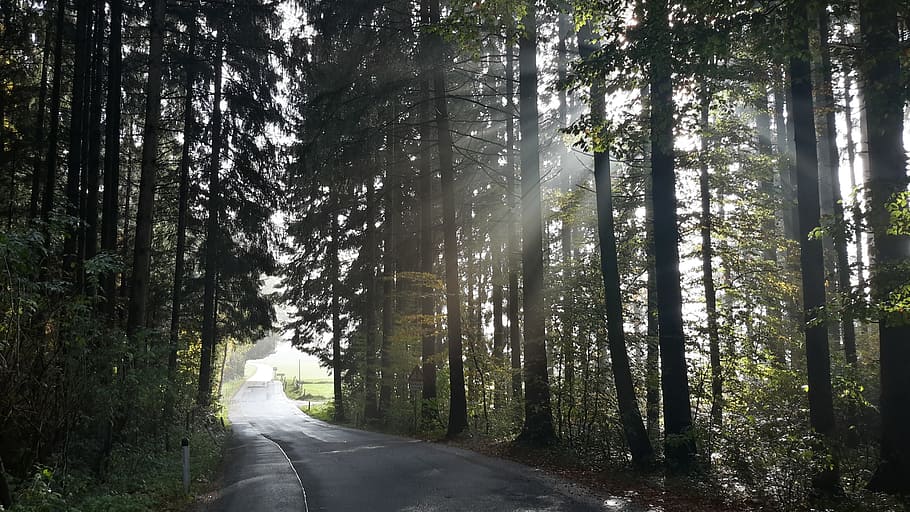 forest, road, away, sunlight, haze, autumn, mood, sunbeam, autumn day HD wallpaper