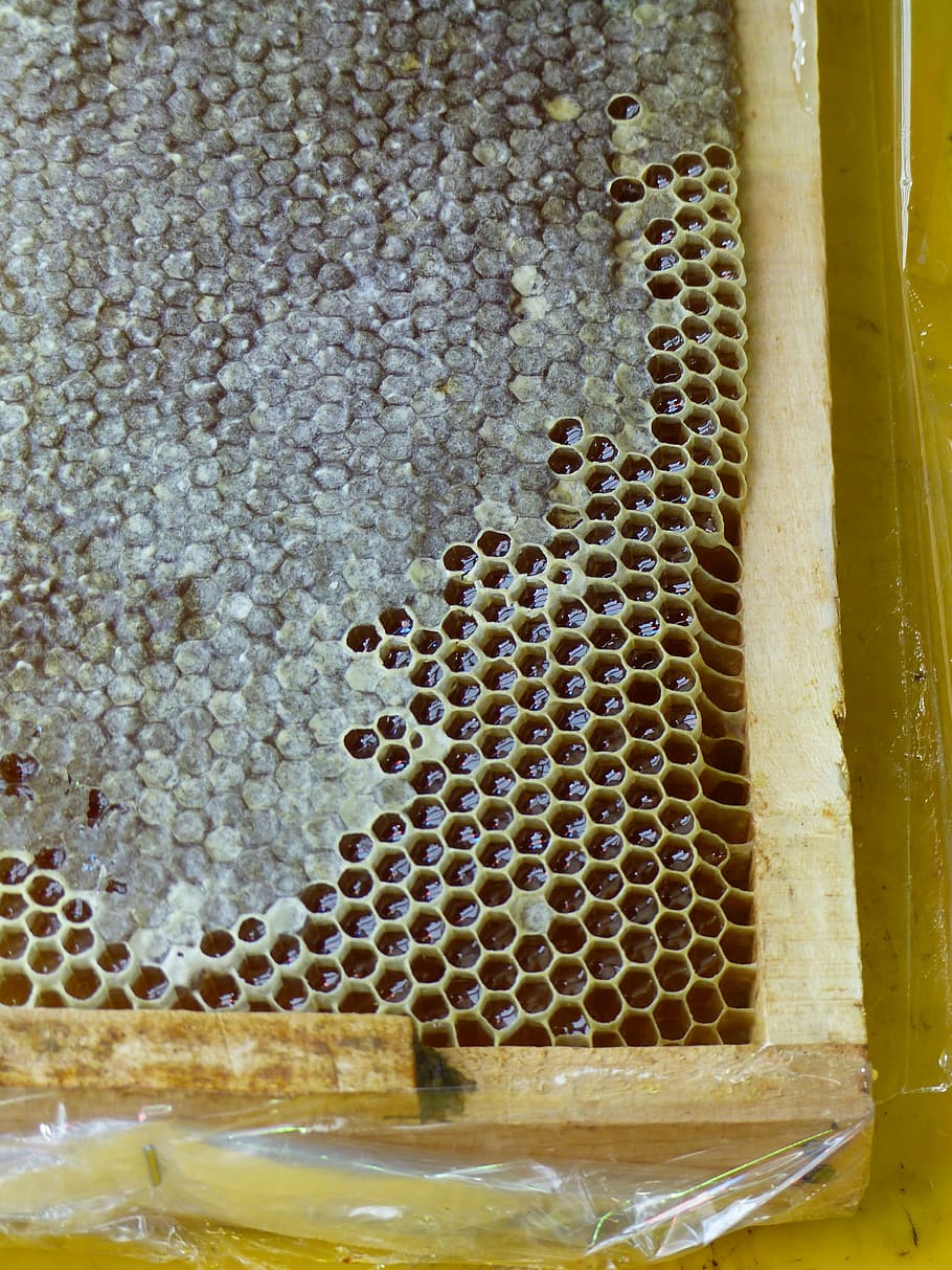 iran, honey, honeycomb, insect, honey production, honey combs, HD wallpaper