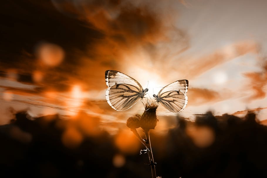 two butterflies on flower, butterfly, sunset, back light, sky HD wallpaper