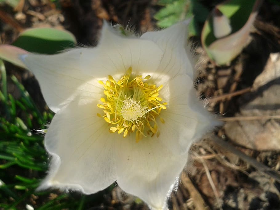 Pulsatilla, White, Pasque Flower, Spring, early bloomer, blossom HD wallpaper