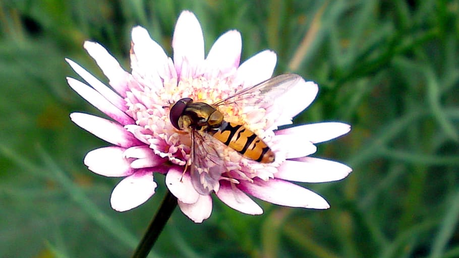 bee, flower, nature, flowering plant, freshness, insect, invertebrate HD wallpaper