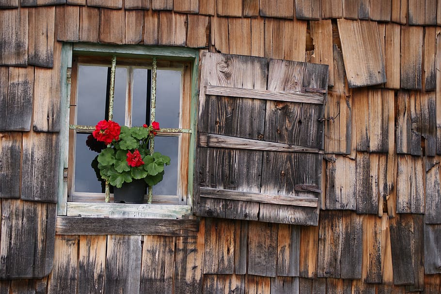 teal wooden framed window and red petaled flowers, vacation, shingle, HD wallpaper