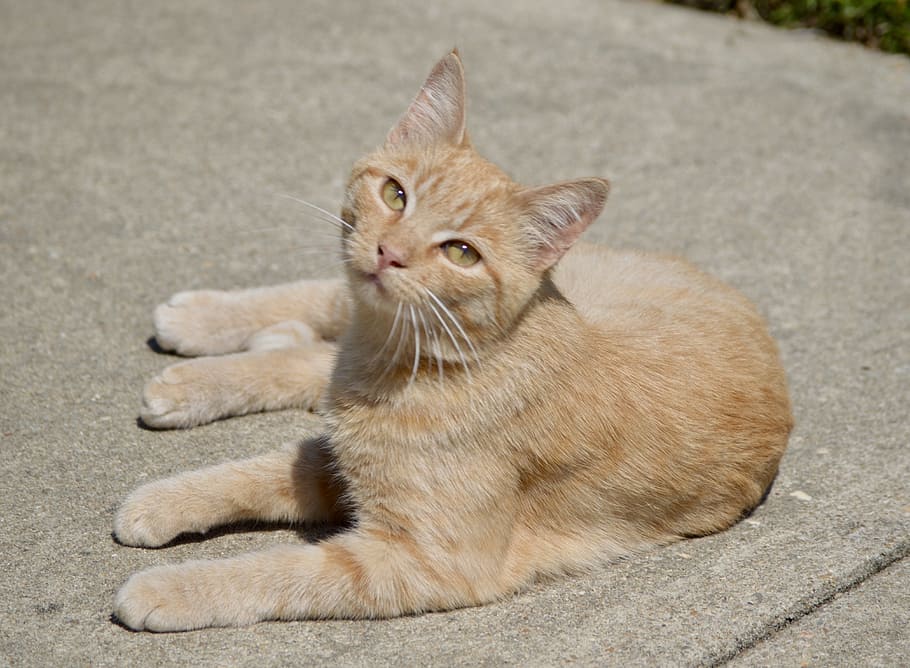 orange cat, kitten, tabby, ginger, feline, domestic, domestic cat HD wallpaper