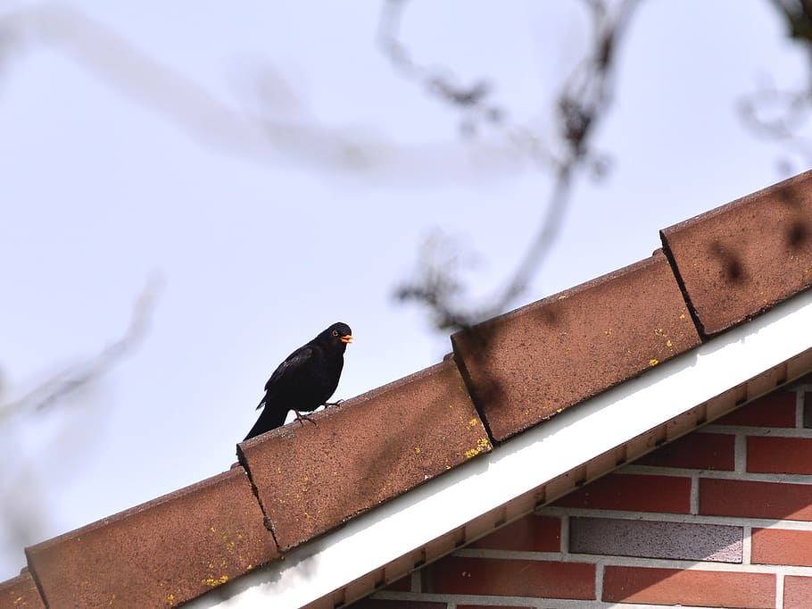 blackbird, true, throttle, nature, elegant, beautiful, pride HD wallpaper