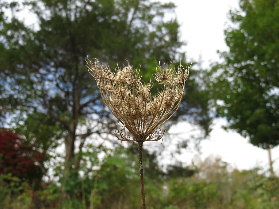 fall, plant, autumn, wild, grass, brown, macro, vegetation HD wallpaper