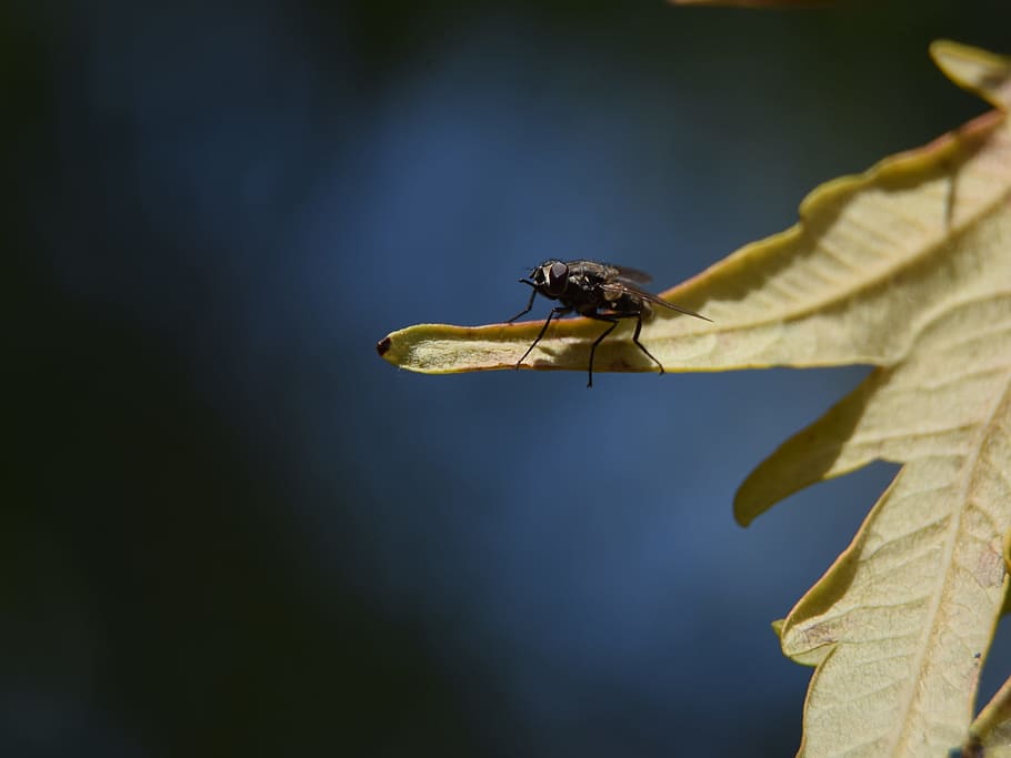 fly, macro, foliage, nature, insect, animals in the wild, one animal HD wallpaper