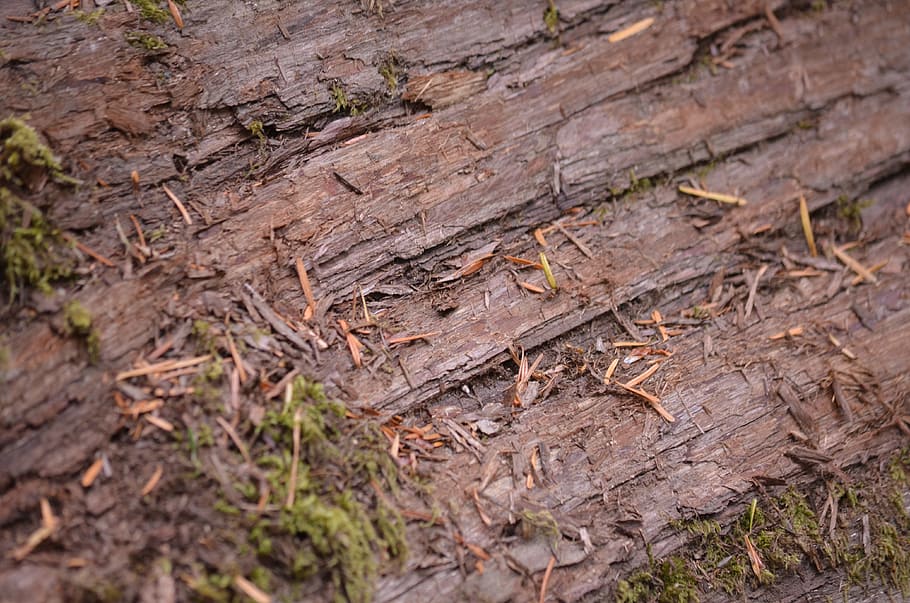bark, tree, wood, brown, texture, nature, wood - material, plant HD wallpaper