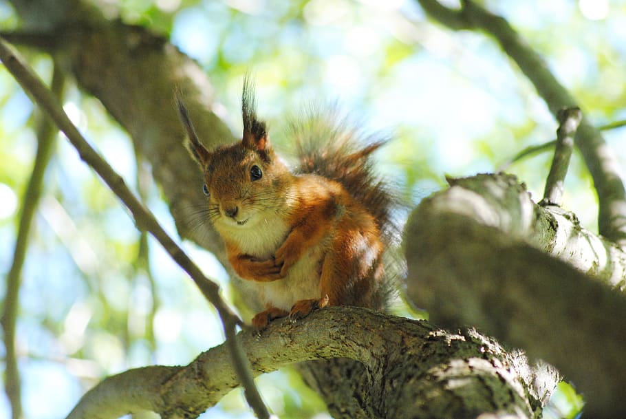 Squirrel, Cute, Green, Tree, summer, sunny, curious, nature HD wallpaper