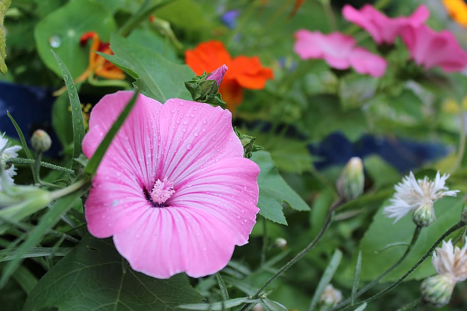 Blossom, Bloom, Wet, Mix, Raindrop, close, hibiscus flower HD wallpaper