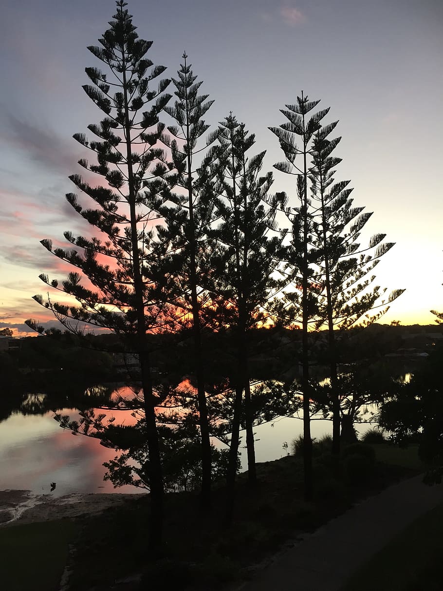 sunset, trees, lagoon, plant, beauty in nature, sky, tranquility HD wallpaper