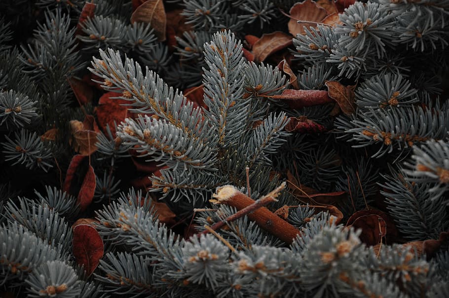 Pine, Plant, Unforgettable, Frost, winter, background, no people