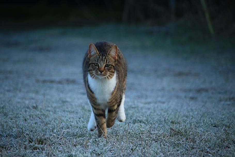 cat, kitten, winter, frost, mieze, frozen, hoarfrost, grass, HD wallpaper