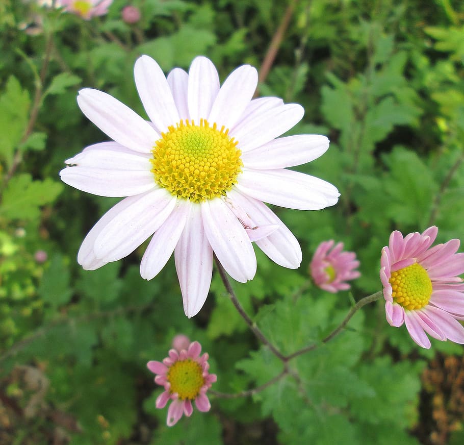 winter aster, flower, plant, blossom, bloom, flowering plant HD wallpaper