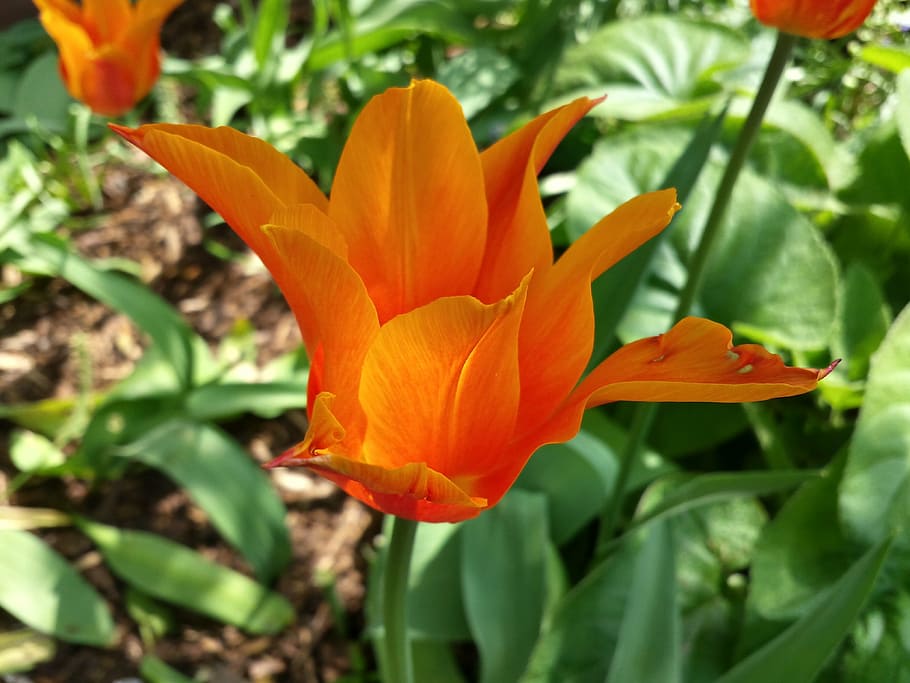 flower, spring, nature, wild flower, blossom, bloom, plant HD wallpaper