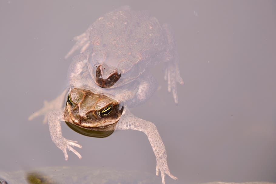 toads, frog, water, pond, animal, animal themes, one animal HD wallpaper