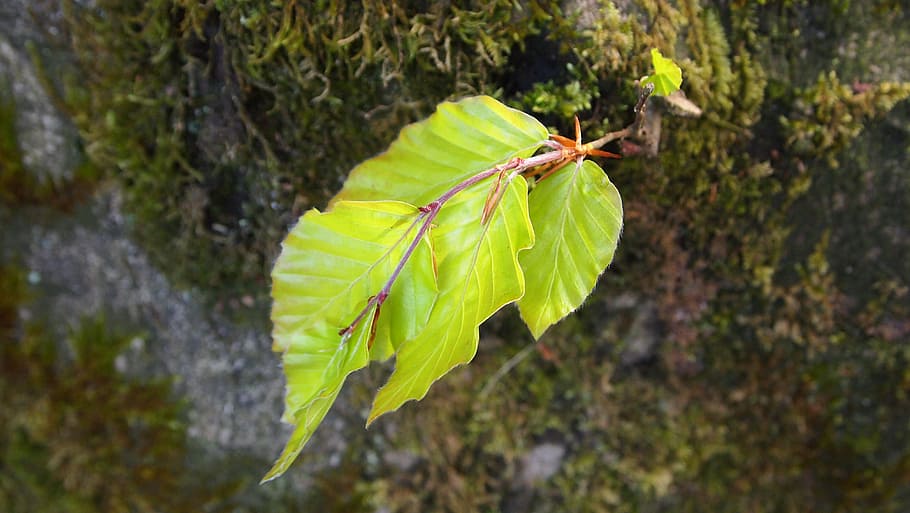 spring, beech leaf, moss, tree trunk, insect, invertebrate HD wallpaper