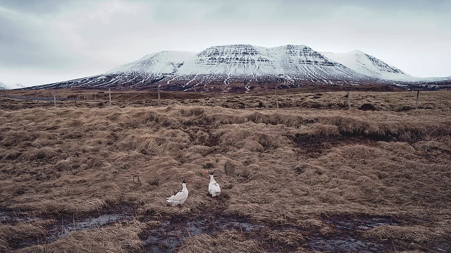two white animals in the middle of field, two white chickens near mountain HD wallpaper