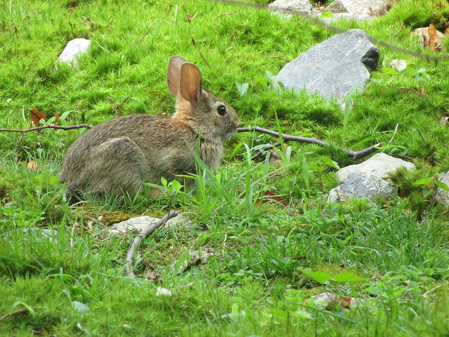 HD wallpaper: bunny, rabbit, wildlife, mammal, cute, little, green