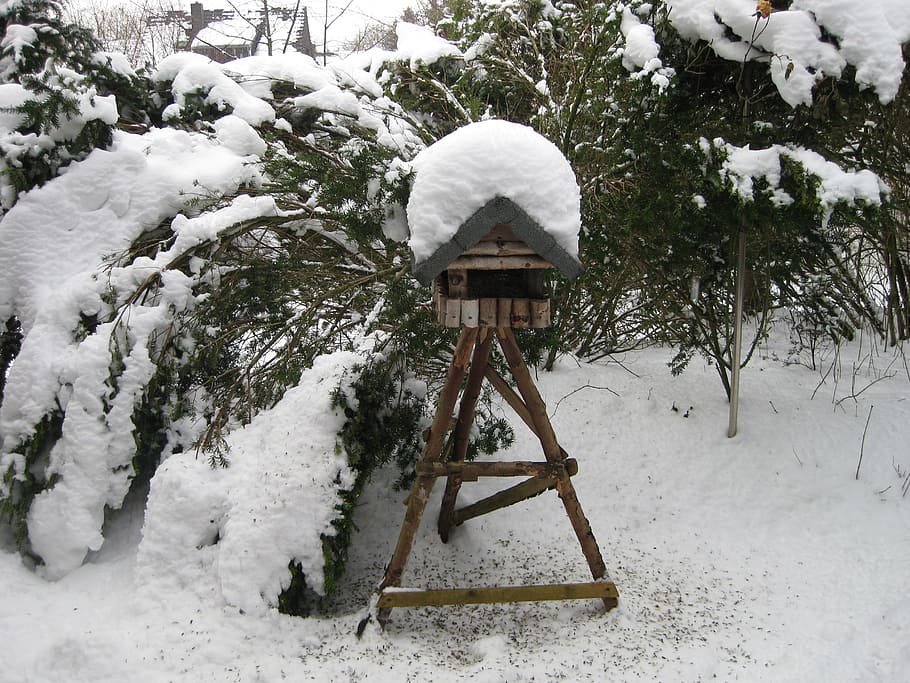 bird, winter, aviary, snow, feeding, cold temperature, white color HD wallpaper