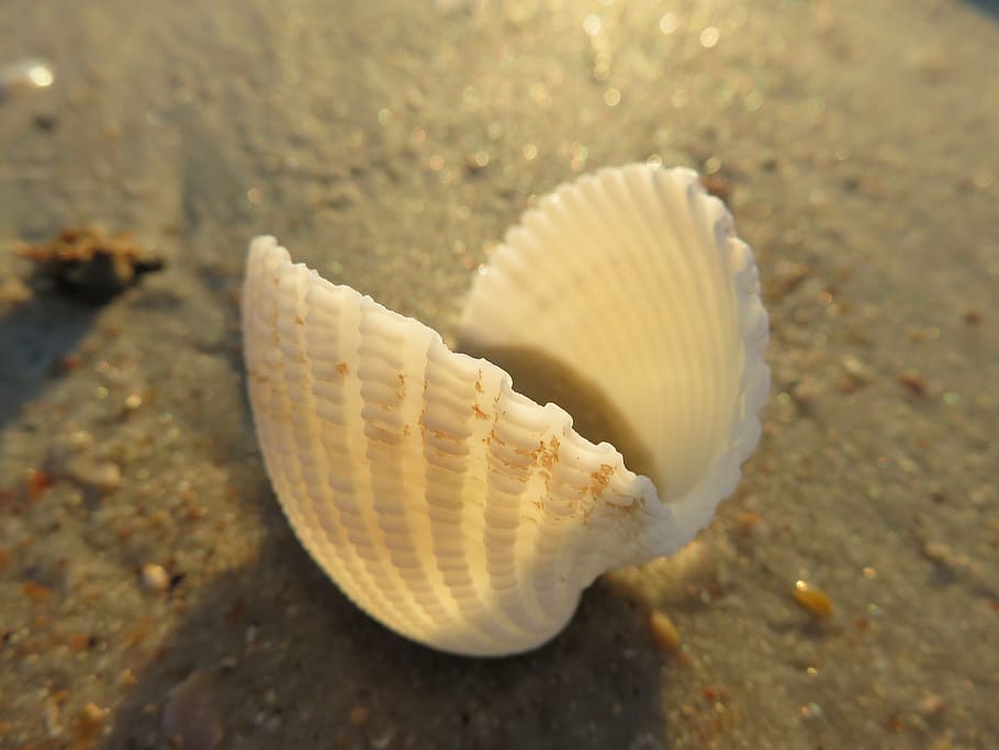 close-up photo of scallop shell, seashell, macro, beach, natural HD wallpaper