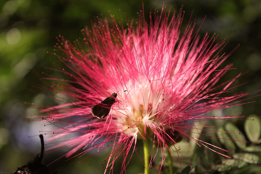 flower, butterfly, rosa, flowering plant, fragility, vulnerability HD wallpaper