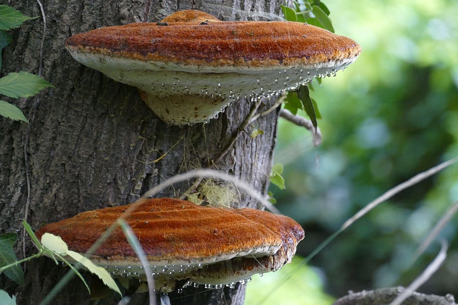 two brown mushrooms on tree, agaric, moisture, drop, nature HD wallpaper