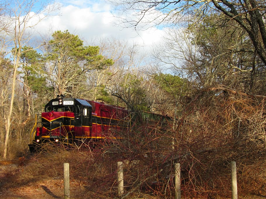 train, nature, woods, scenic, cape cod, winter, tree, plant, HD wallpaper