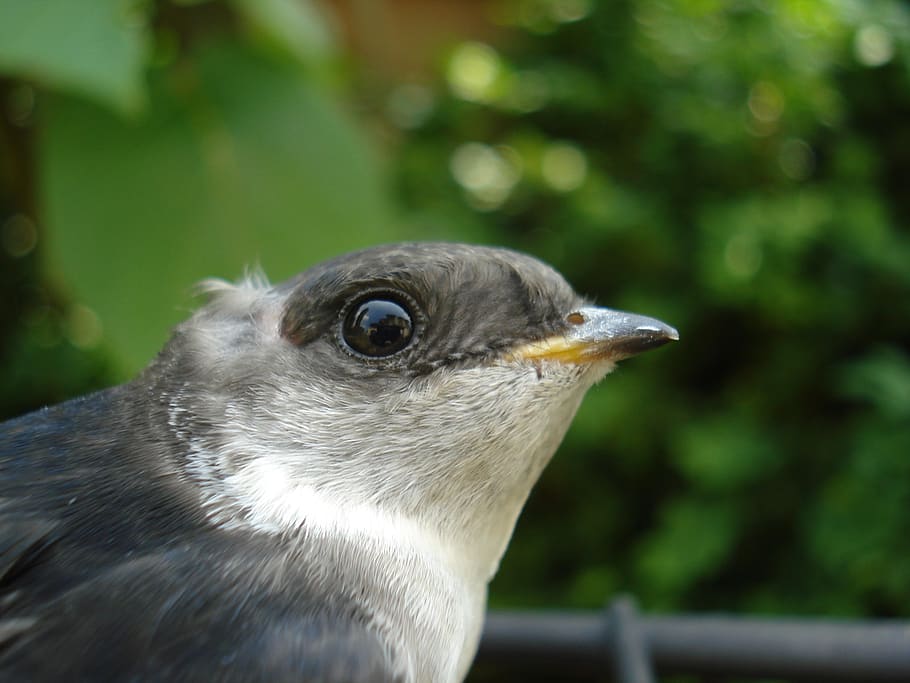 schwalbe, close up, bird, animal themes, one animal, animal wildlife HD wallpaper