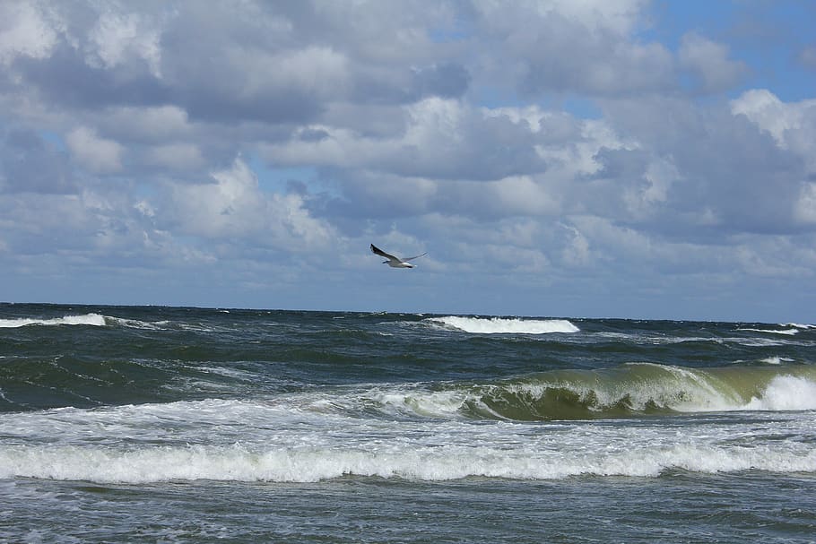 sea, wave, seagull, clouds, sky, water, flying, horizon over water HD wallpaper