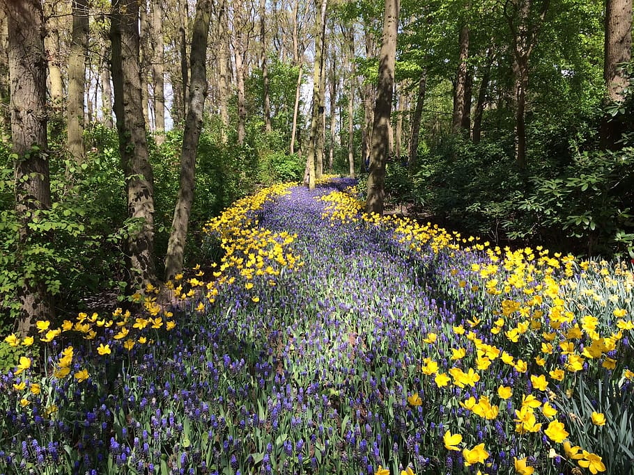 yellow flowers and lavender flowers, yellow and purple petaled flowers forms path between trees at daytime HD wallpaper