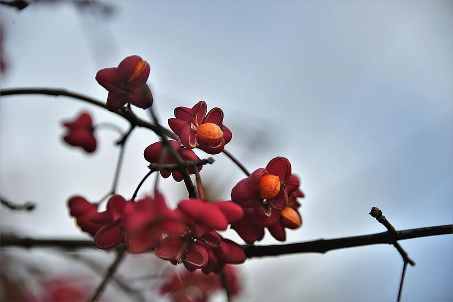 red fruits selective focus close-up photography, spindle, fortunei HD wallpaper