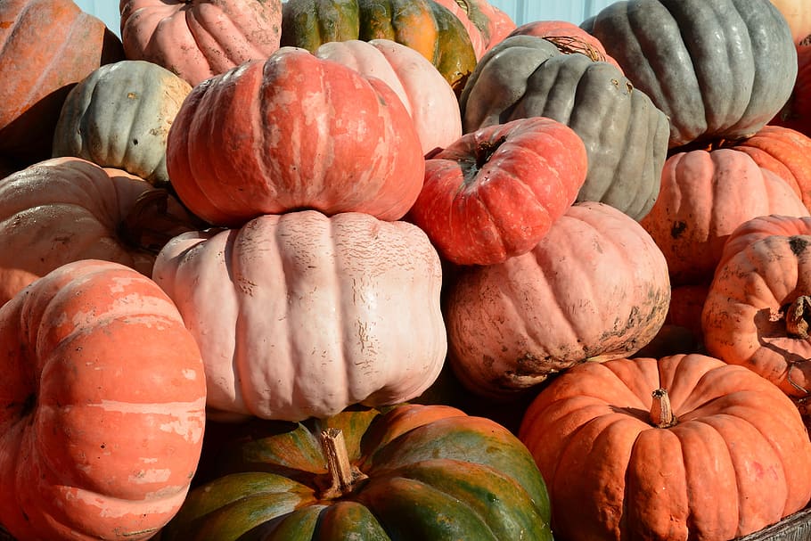 pumpkins, patch, orange, halloween, harvest, fall, autumn, farm HD wallpaper