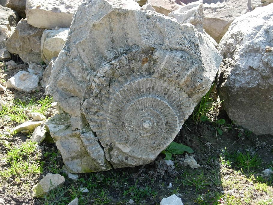 Fossil, Nature, Park, Rocks, rock - object, day, ancient, no people HD wallpaper