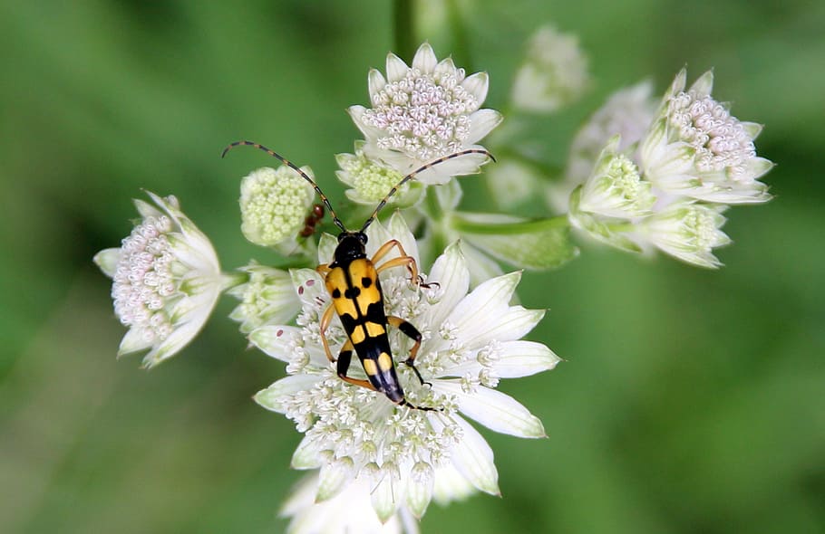 spotted narrow bock, insect, beetle, masterwort, flower, flowering plant HD wallpaper