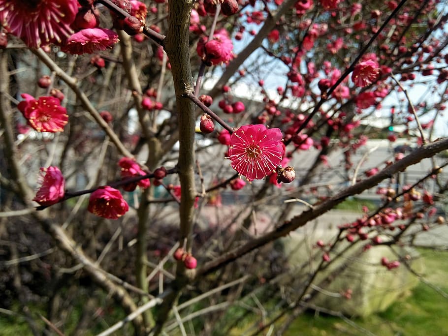 tree, branch, flower, plant, nature, cherry wood, beautiful HD wallpaper