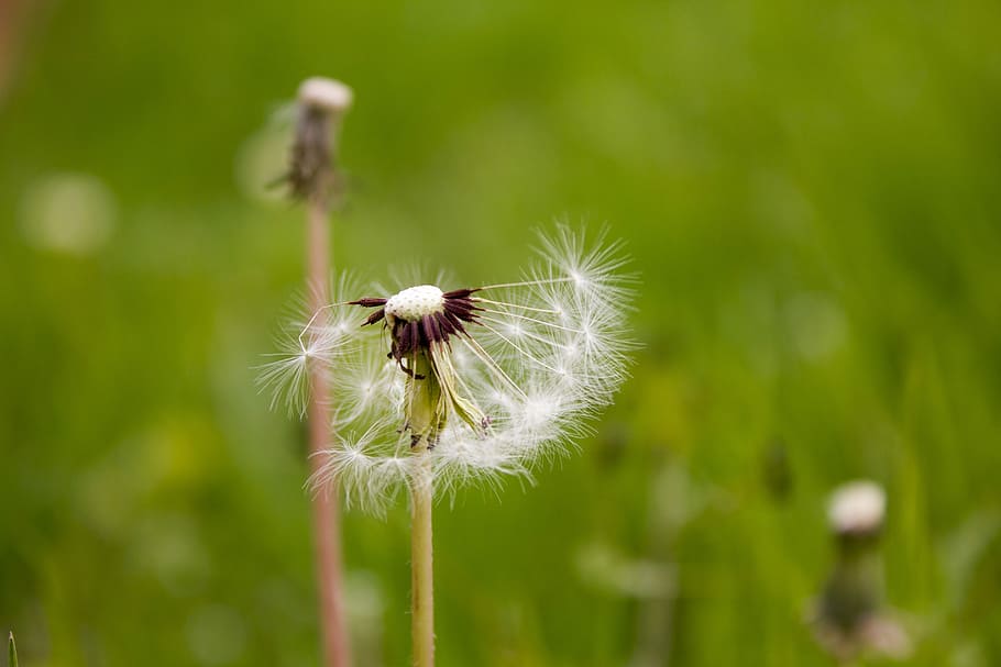 plant, green, dandelion, spring, the scenery, flowers and plants HD wallpaper