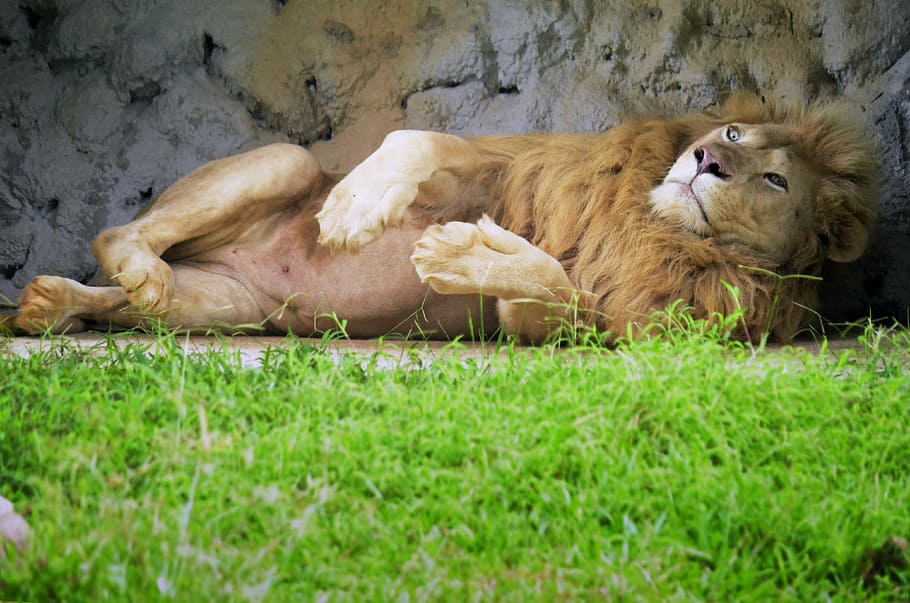 brown lion lying near gray rock and grass at daytime, animal