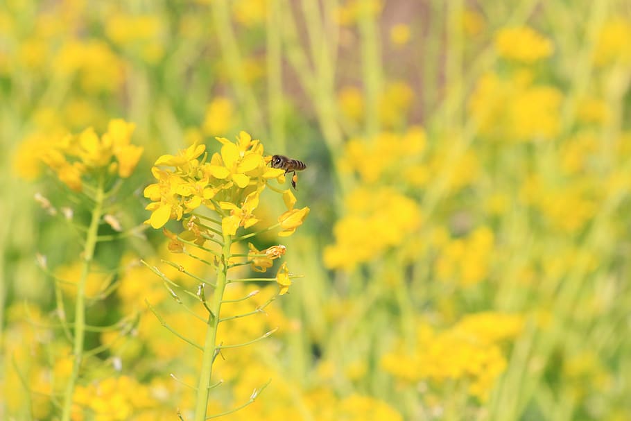 rape, the scenery, bee, invertebrate, flower, insect, yellow HD wallpaper