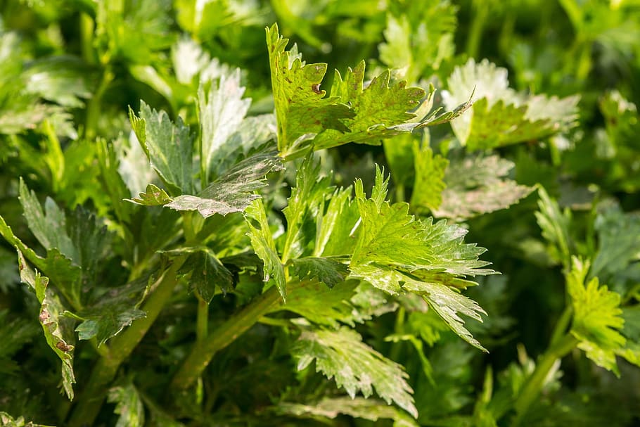 green serrated leaf plant, Celery, Vegetable, Agriculture, Fresh, HD wallpaper