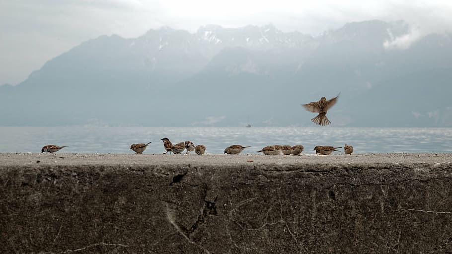 sparrows, birds, geneva, lake, lake geneva, switzerland, ouchy, HD wallpaper