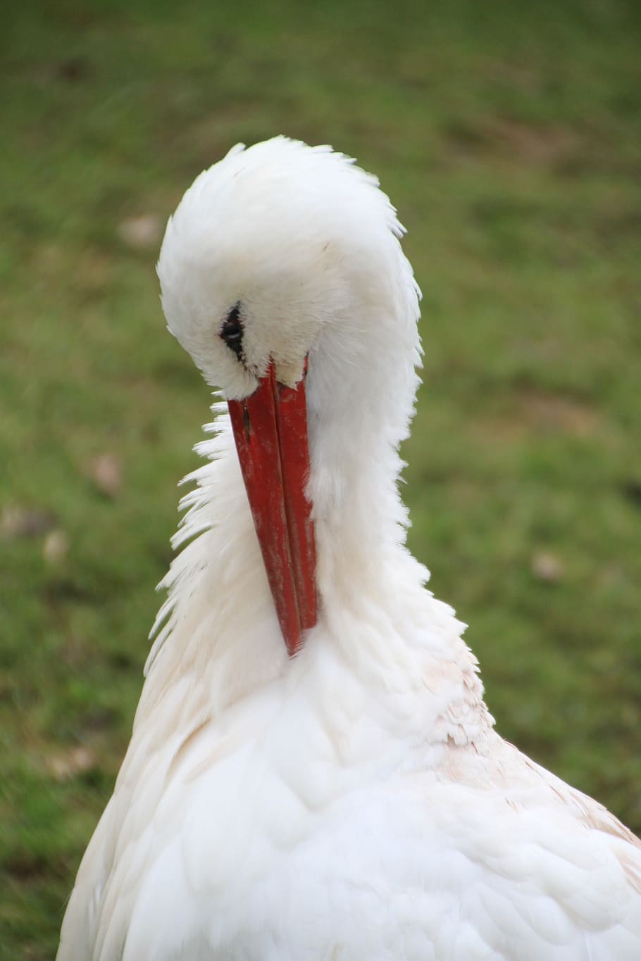 stork, feather, bird, animals, portrait, animal portrait, storks HD wallpaper
